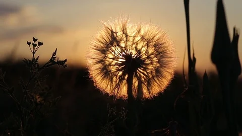 Dandelion over sunset background. Macro of Dandelion seeds in sunlight blowing Stock Footage 77806278