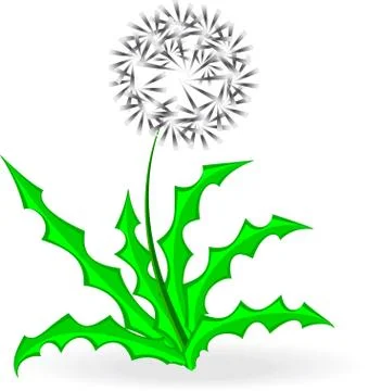 Dandelion, over white Stock Illustration