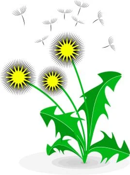 Dandelion, over white Stock Illustration