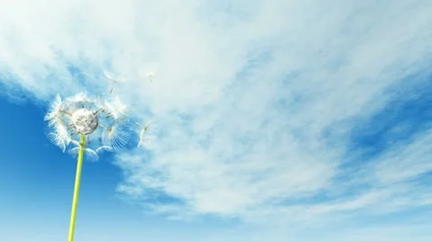 Dandelion pan Stock Footage 21768025