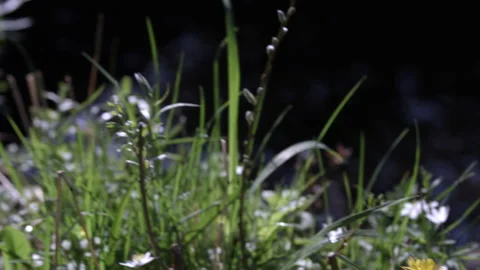 Dandelion Panning To River Reflection Stock Footage 186786310
