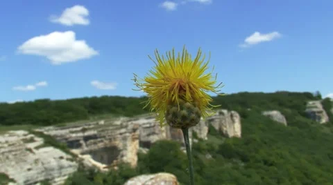 Dandelion with Panorama Stockbeeldmateriaal 7737614