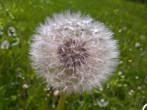 Dandelion Pappus Flower Structure Stock Photos