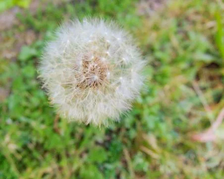 Dandelion in a park. Foto stock