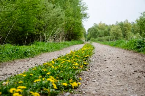 Dandelion path Stock Photos