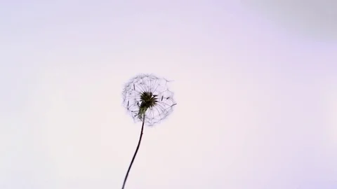 Dandelion petals flying off due to wind in slow motion Video stock 81230487