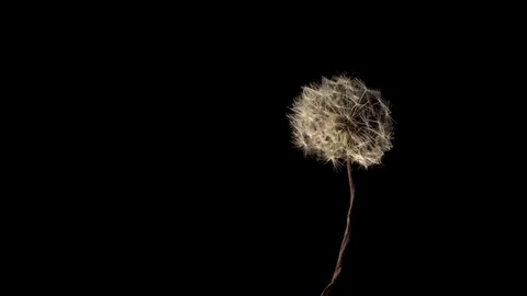 Dandelion petals flying off due to wind in slow motion Stock Footage 81230601