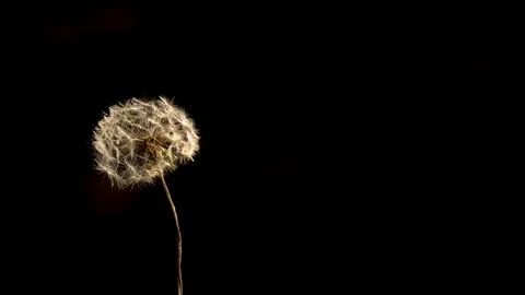 Dandelion petals flying off due to wind in slow motion Stock Footage 81230605