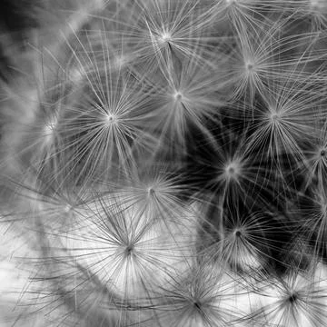 Dandelion Petals Make Firework Pattern with black and white focus Stock Photos