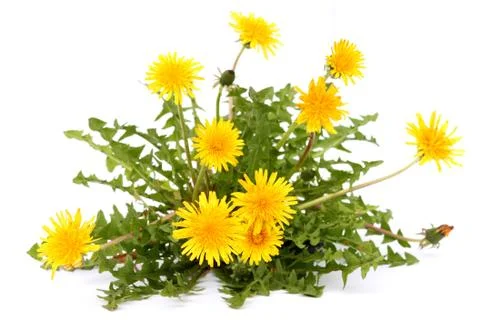 Dandelion Stock Photos