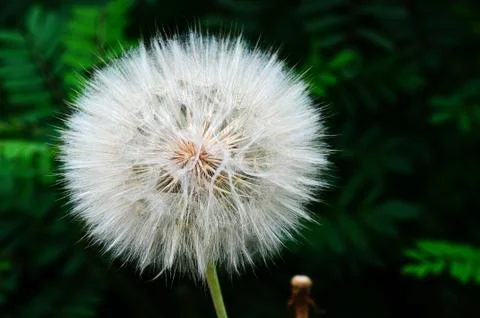 Dandelion Stock Photos