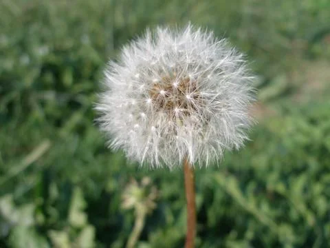 Dandelion Stock Photos