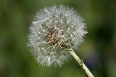 Dandelion Stock Photos