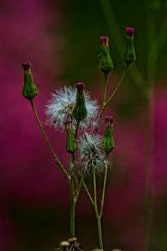 Dandelion Stock Photos