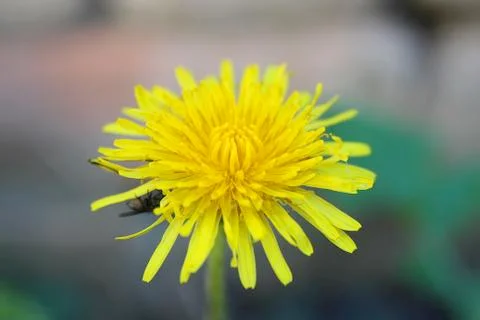Dandelion Stock Photos