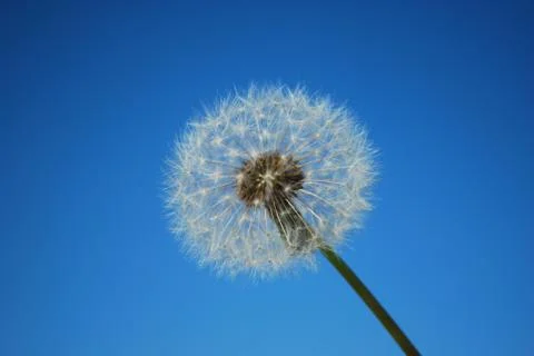 Dandelion Stock Photos
