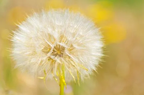 Dandelion Stock Photos