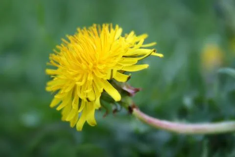 Dandelion Stock Photos