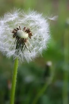Dandelion Stock Photos