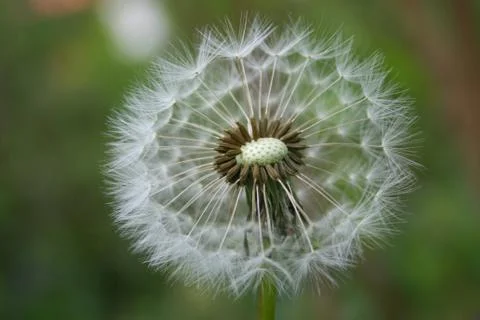 Dandelion Foto stock
