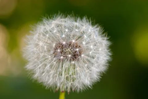 Dandelion Stock Photos