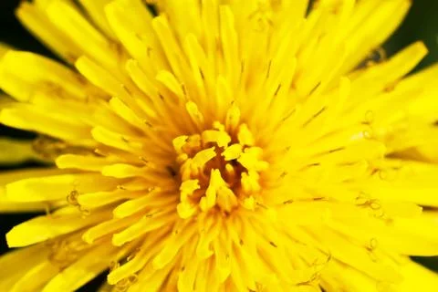 Dandelion Stock Photos