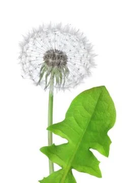 Dandelion Stock Photos