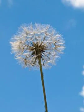 Dandelion Stock Photos