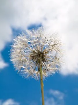 Dandelion Fotos de archivo