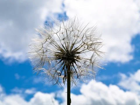 Dandelion 스톡 사진