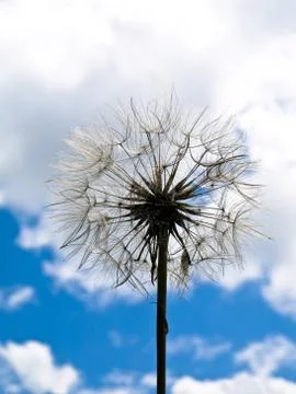 Dandelion Stock Photos