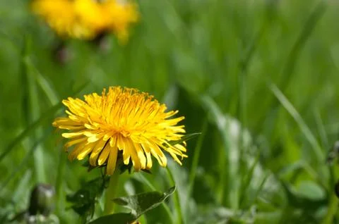 Dandelion Stock Photos