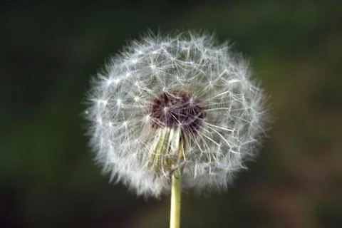 Dandelion Stock Photos