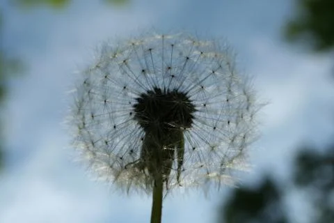 Dandelion Stock Photos