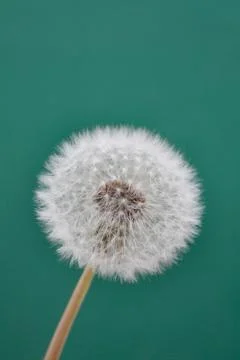 Dandelion Stock Photos