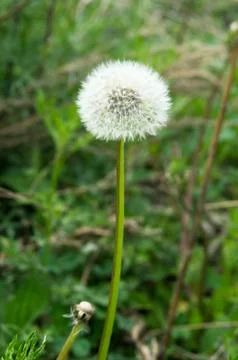 Dandelion Stock Photos