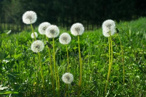 Dandelion Stock Photos