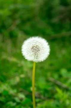 Dandelion Stock Photos