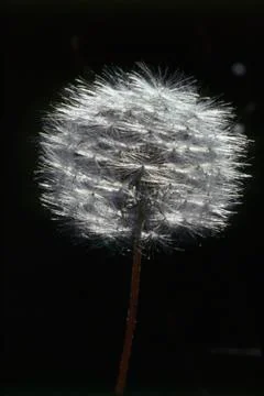 Dandelion Stock Photos