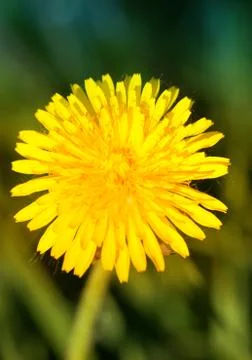 Dandelion Stock Photos