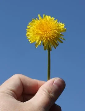 Dandelion Stock Photos