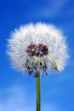 Dandelion Stock Photos