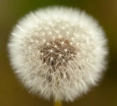 Dandelion Stock Photos