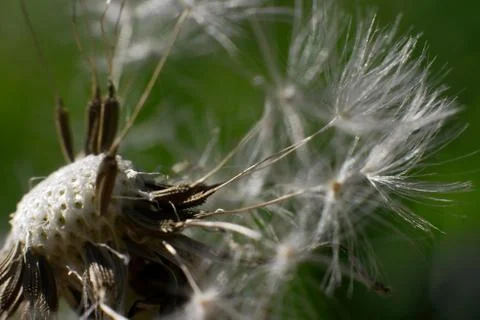 Dandelion Stock Photos