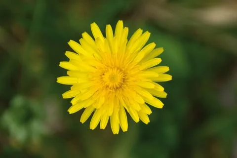 Dandelion Stock Photos