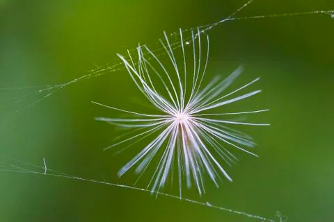 Dandelion Stock Photos