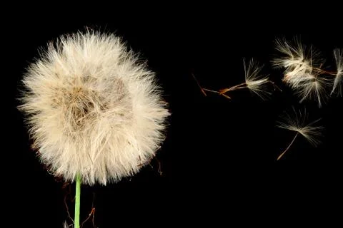 Dandelion Stock Photos
