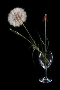 Dandelion Stock Photos