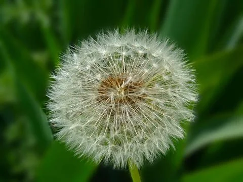 Dandelion Stock Photos