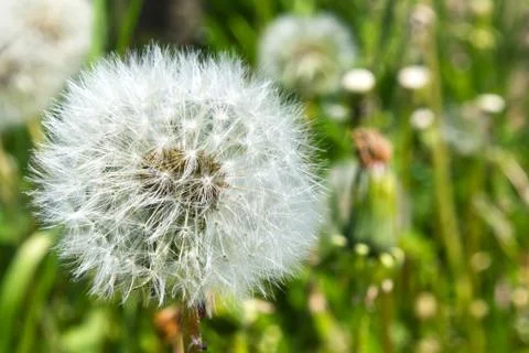 Dandelion Stock Photos